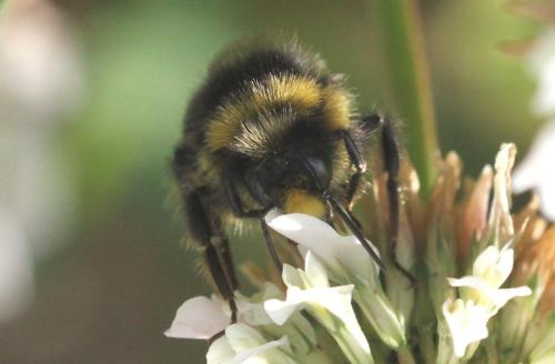 Bombus lapidarius